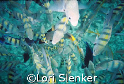 Fish feeding below me as I snorkeled. by Lori Slenker 